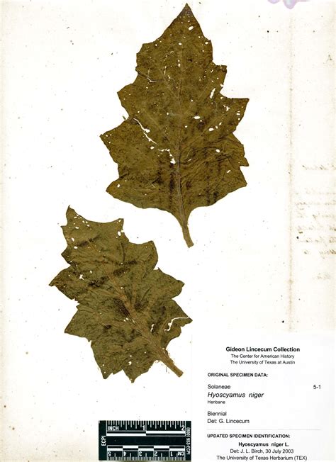 Hyoscyamus Onopordon Primula Weleda
