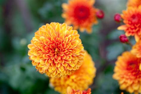 How To Grow Chrysanthemums Bbc Gardeners World Magazine