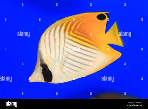 Threadfin Butterflyfish Chaetodon Auriga In Japan Stock Photo Alamy