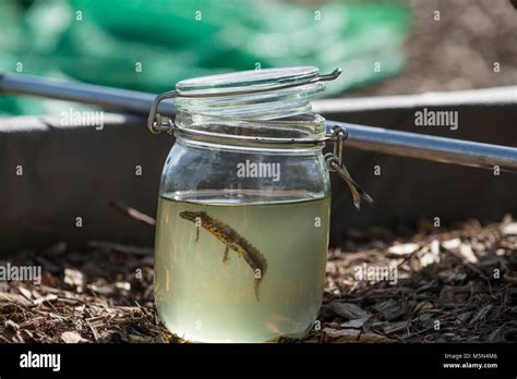 Great crested newts hi-res stock photography and images - Alamy