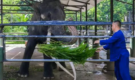 Neglected elephant touches down in Thai homeland after flight ...