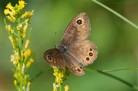 Lasiommata Petropolitana Butterflies Of Croatia