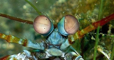 Mantis Shrimp Eyes Might Inspire New High-Def Devices | WIRED