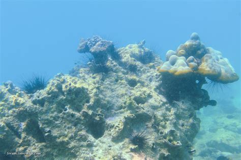 Fondos De Pantalla Mar Agua Pescado Submarino Isla Arrecife De