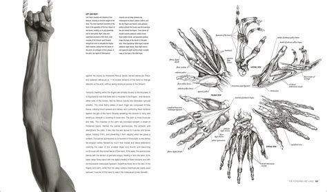 Anatomy For The Artist Sarah Simblet Dorling Kindersley