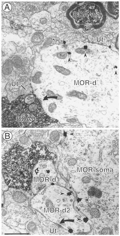 Bda Labeled Terminals Contact Dendrites That Contain Mor A An Axon