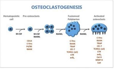 Osteoclast Differentiation In Vitro Non Clinical Services