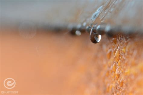 Macro Photography Up Close With The Seattle Rain Equal Motion