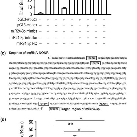 LncRNA NONRATT013819 2 Competitively Binds MiR24 3p To Reduce The