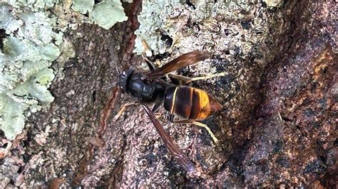 Guernseys Asian Hornet Trackers Focus On Four Areas Bbc News