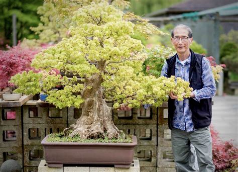 High Quality Specimen Bonsai Trees Herons Bonsai