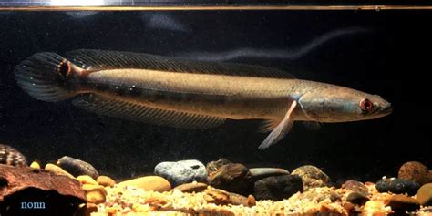 Channa marulius – Bullseye Snakehead (Ophicephalus marulius, Ophiocephalus pseudomarulius ...