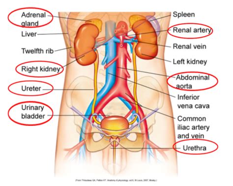 Alterations Of Renal And Urinary Tract Function Flashcards Quizlet