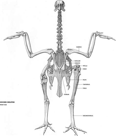 Pigeon Skull Anatomy | PeepsBurgh.Com