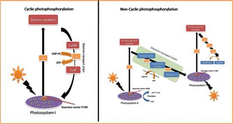 Chapter 12. Photosynthesis – Introduction to Molecular and Cell Biology