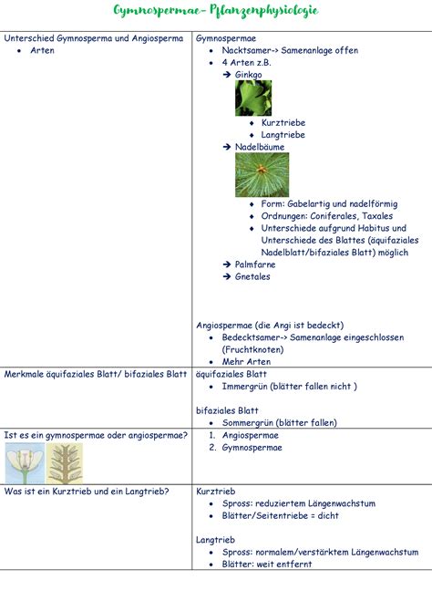 4 PDF Karteikarten Gynospermae Pflanzenphysiologie Gymnospermae