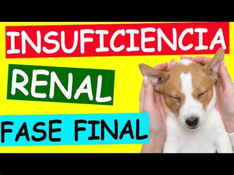 Insuficiencia renal en perros cómo afrontar la fase terminal y cuidar