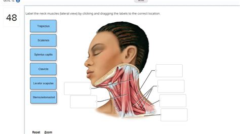 Muscles Of The Head And Neck Quizlet