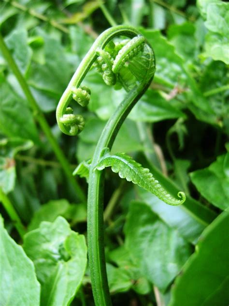 MY CHOICE ~ Walking Through Nature: Edible Species of Ferns