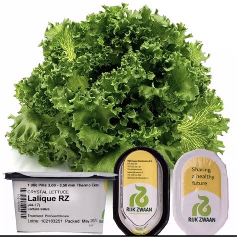 Lalique Rz Lettuce Seeds Pcs Repacked Shopee Philippines