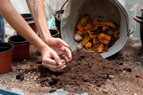 Cara Membuat Pupuk Kompos Dari Limbah Kulit Pisang Yuk Cintai