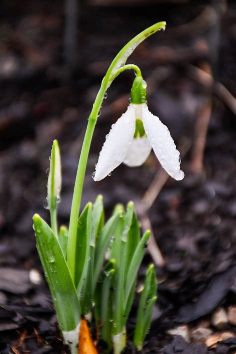 Thankful For The Return Of Snowdrops Meristem