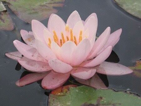 Seerose Nymphaea Firecrest Seerosenwelt Shop De