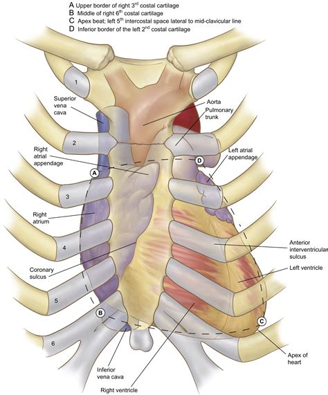 Surface Anatomy And Surface Landmarks For Thoracic Surgery Part II