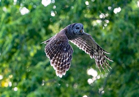 Barred Owl Flying In A Forest Stock Photo - Download Image Now ...