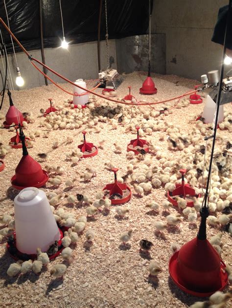 Our Turkeys - Healy's Free Range Turkeys