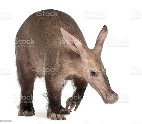 Aardvark Orycteropus Sixteen Years Old Walking White Background Stock