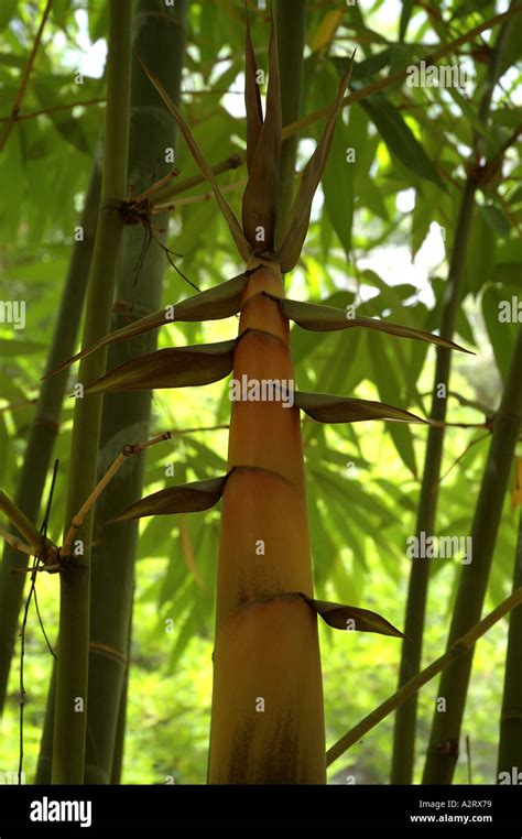 Dendrocalamus Latiflorus Young Edible Shoot Sweet Wa Bo Wani Ma Zhu