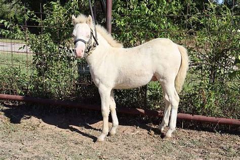 Cremello Splash Welsh Pony Colt