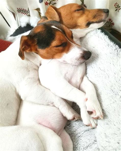 Cuddle Buddies Jack Russell Terrier Jack Russell Terrier Puppies