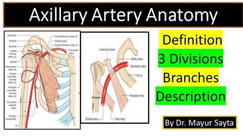 Axillary Artery And Brachial Artery