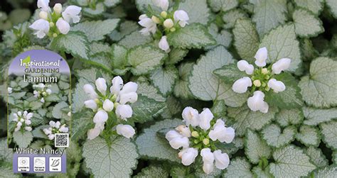 Inspirational Gardening | Lamium maculatum ‘White Nancy’