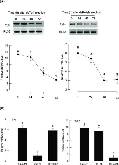 Toll Imd Signaling Of S Exigua And Specific Amps A Specific Rna Download Scientific Diagram