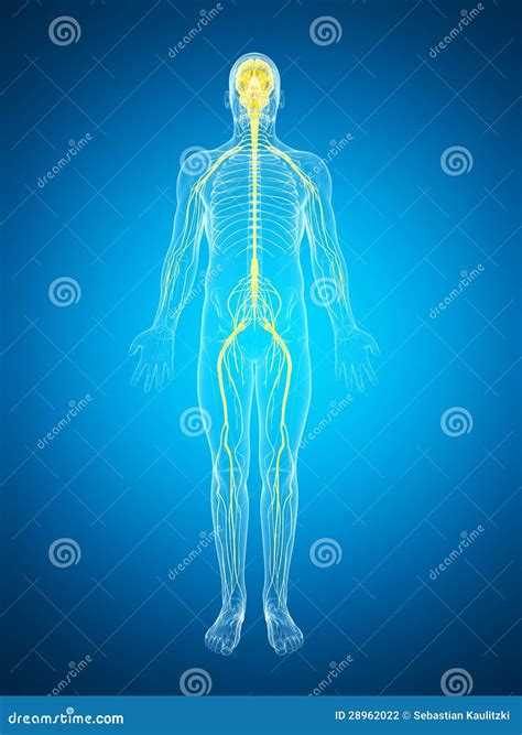 Male Highlighted Nerve System Stock Illustration Illustration Of