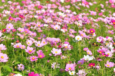 Pink flower field stock image. Image of green, decorative - 13428519