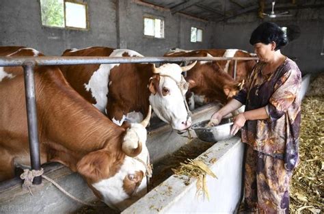 肉牛的養殖模式，牛飼料育肥類型大全 每日頭條