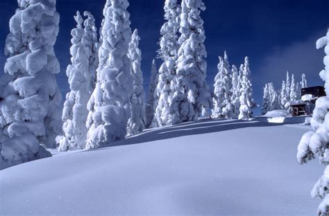 Bildet tre skog snø vinter frost hytte is vær årstid frysing