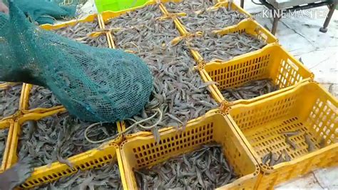 Shrimp Catching With Cast Net YouTube