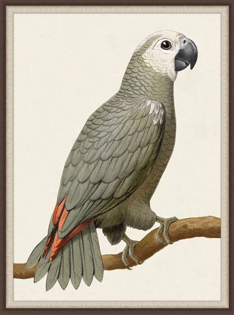 "Grey Parrot I"-$1,328.00 - Peach Tree Designs