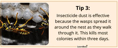 How Do You Get Rid of a Yellowjacket Ground Nest? - LearnBees