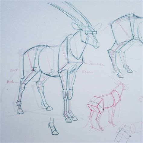 Animal Drawing Techniques