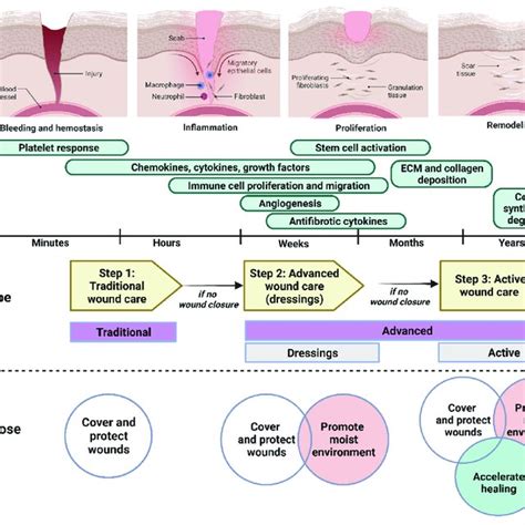 Four Different Phases Of Wound Healing That Are Involved Different