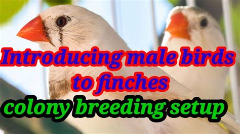 Finches Colony Breeding Setup Youtube