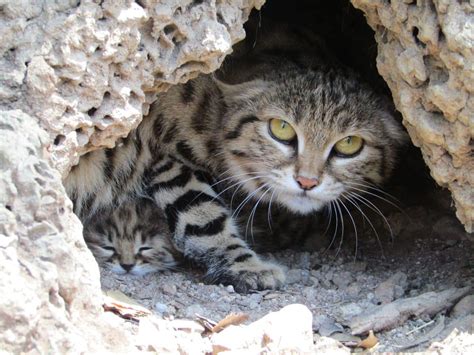 Sanctuary For Black Footed Cats