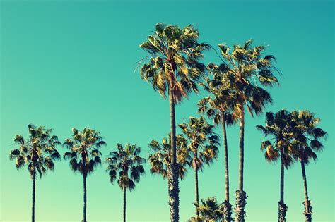 Different Types of Palm Trees (And Palm Tree Varieties) - PlantSnap