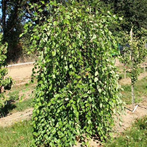 Betula Nigra Summer Cascade Summer Cascade Birch From Antheia Gardens